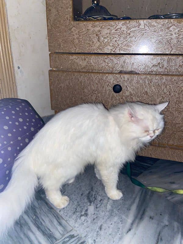 Persian Cat 7months old for sale near you fully trained and vaccinated 3