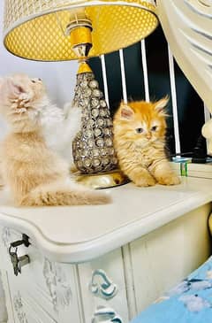 Persian Cats Available 03207679060 Whattsapp Contact me 0