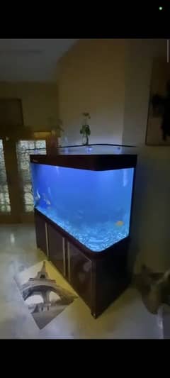 Aquarium 0