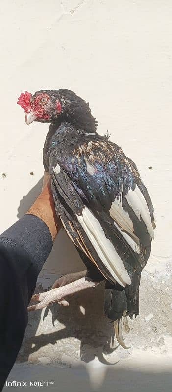 hi quality aseel Marathi bred 1