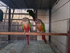 Conure | pair | parrot | red factor| birds | available