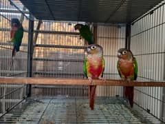 Red factor | conure pairs | parrot |birds