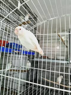 albino red i female,decino,par blue,albino split male available 0