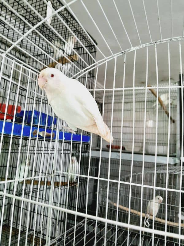 albino red i female,decino,par blue,albino split male available 0