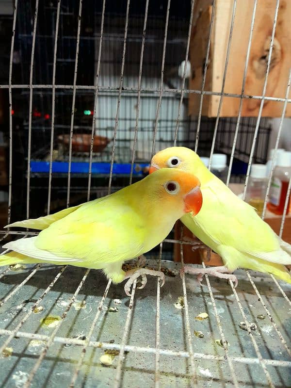 albino red i female,decino,par blue,albino split male available 1