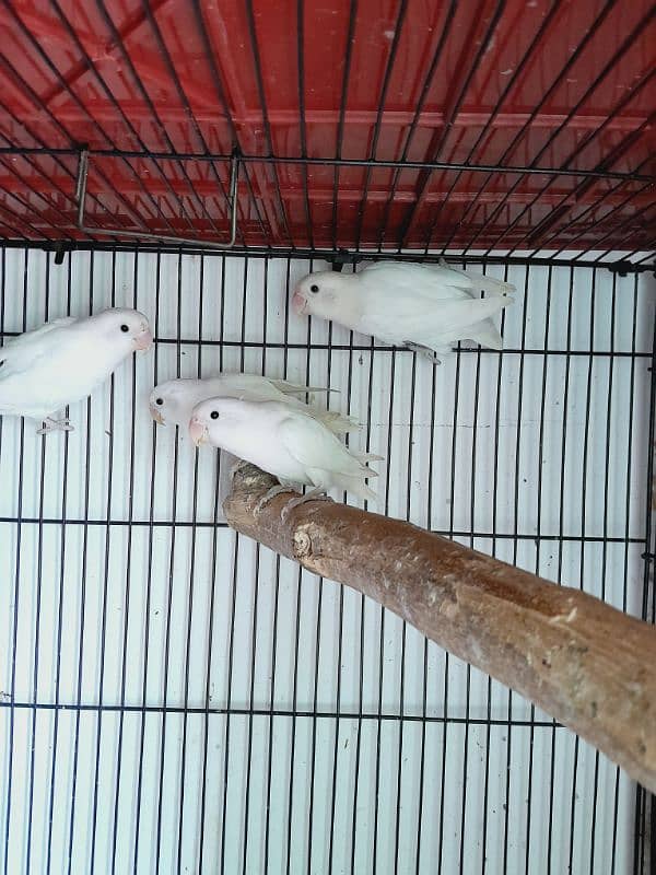 albino red i female,decino,par blue,albino split male available 2