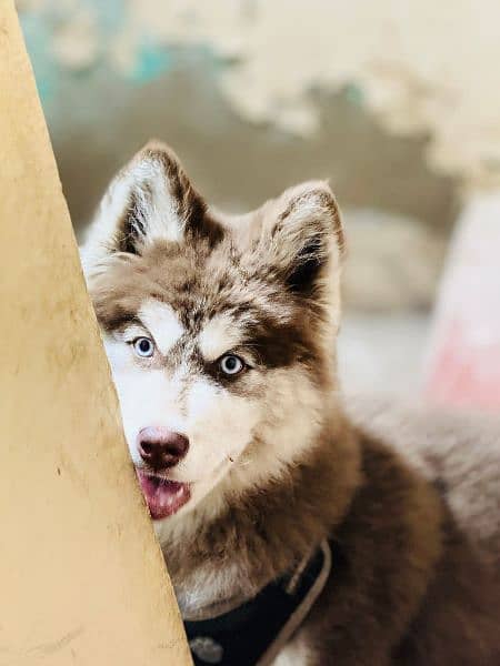 Siberianhusky puppie 2