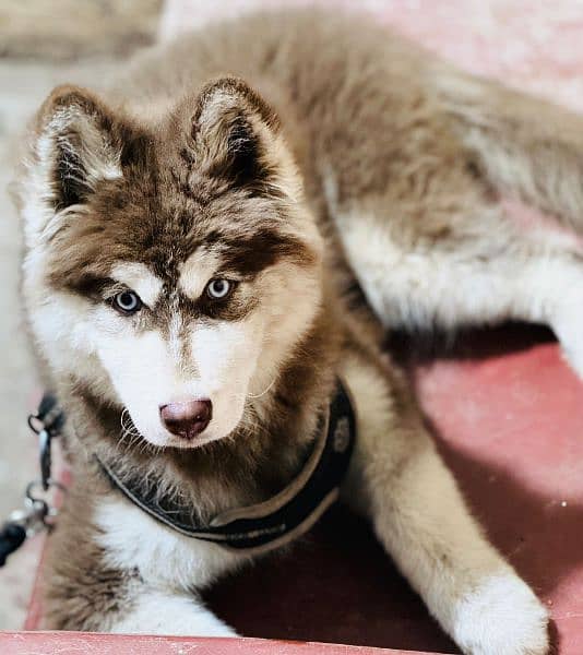 Siberianhusky puppie 3