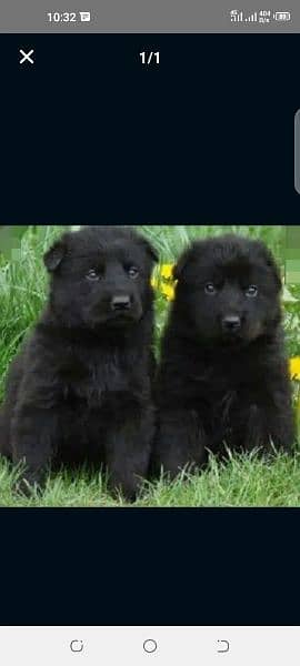 German Shepherd puppies / Gsd / german Shepherd pair 0