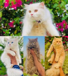 Persian / Kitten / Triple coat / Cute Cat / Fluffy Cat / small kitten