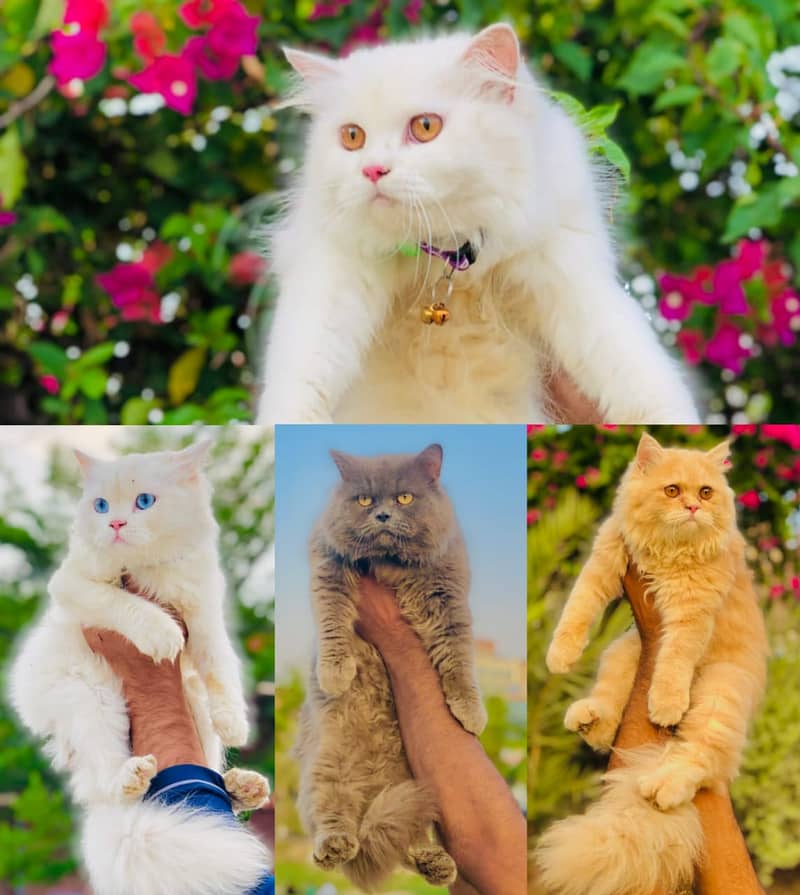 Persian / Kitten / Triple coat / Cute Cats / Fluffy Cat / small kitte 0