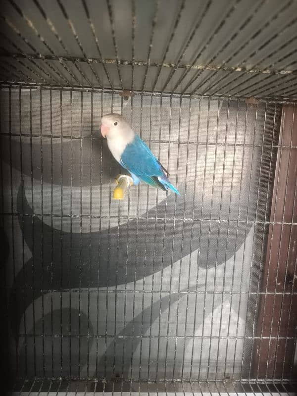 i am selling top quality love bird 16