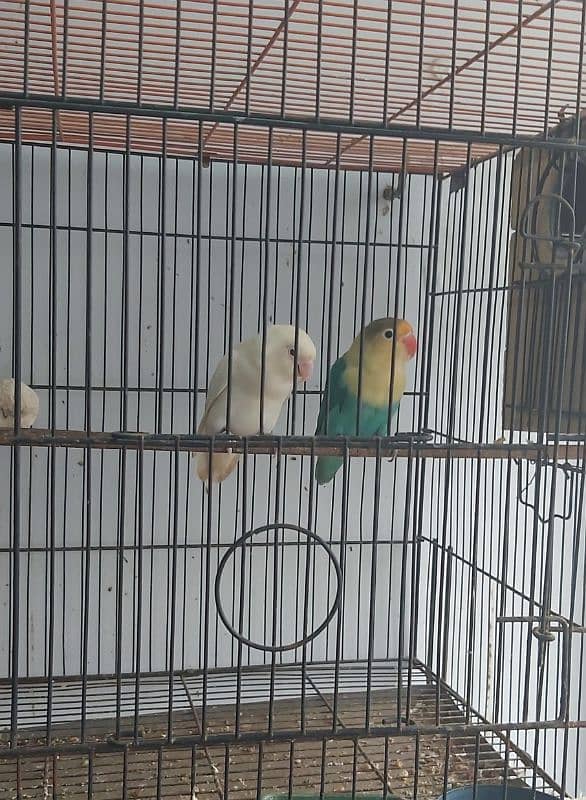 Albino red eye male parable split ino Female 03362566763 WhatsApps 0