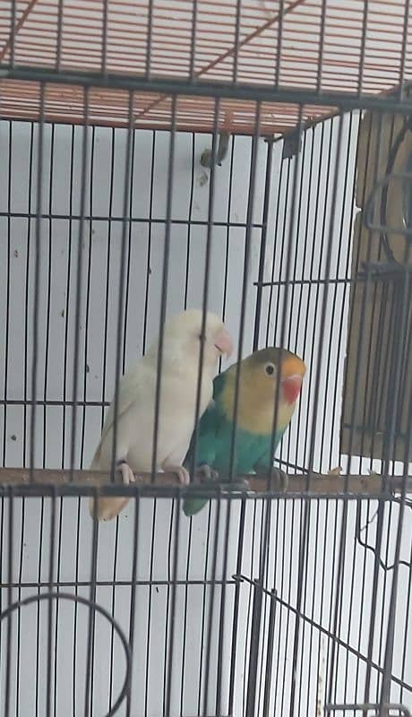 Albino red eye male parable split ino Female 03362566763 WhatsApps 4