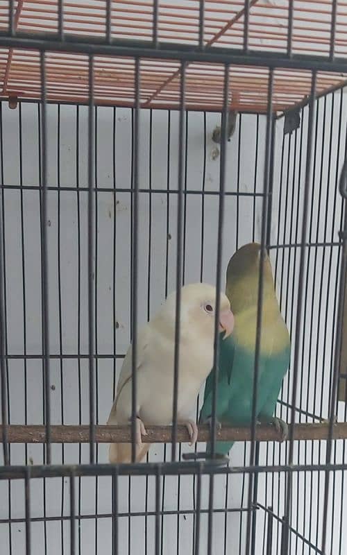 Albino red eye male parable split ino Female 03362566763 WhatsApps 6