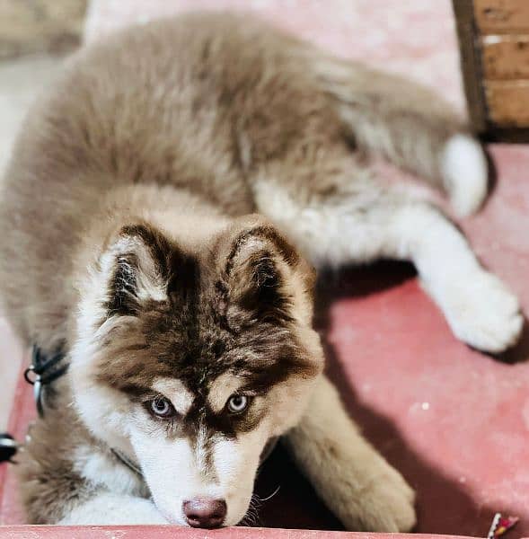 Siberianhusky puppie 3