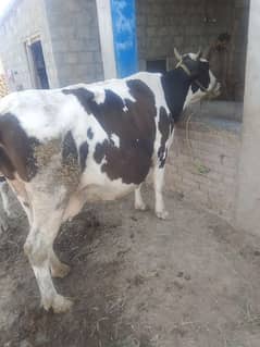 cow for sale