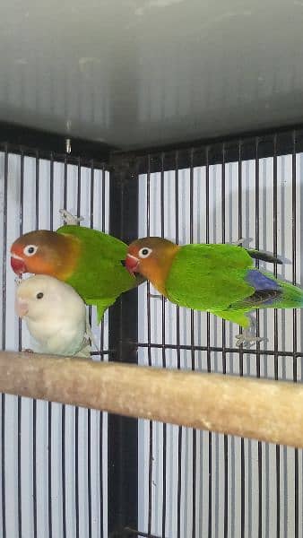 Love bird green fishre 3