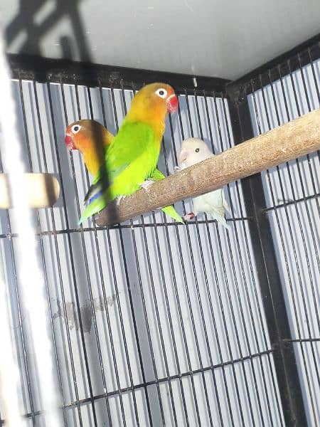 Love bird green fishre 4