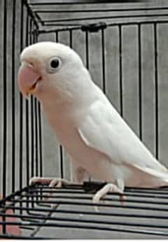 Albino parrot for sale