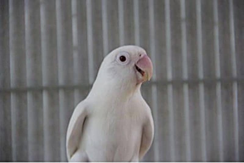 Albino parrot for sale 1