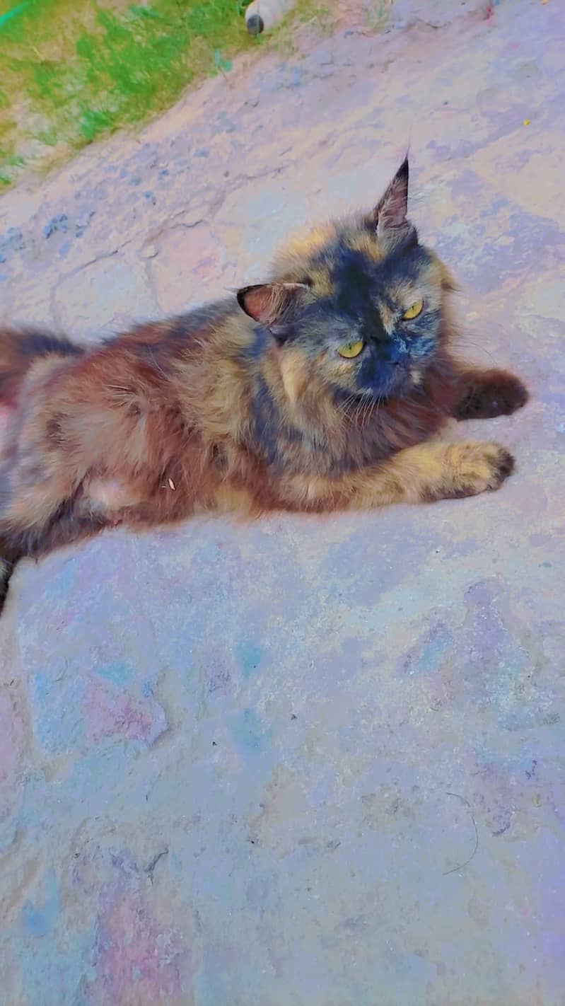 Tripple coated female cat for selling 1