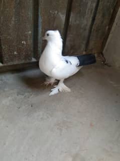 pigeon