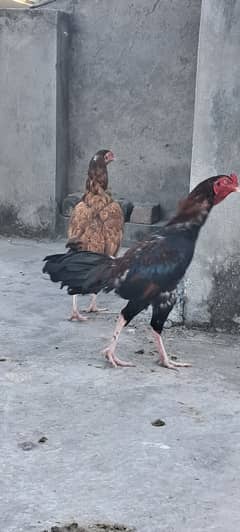 Aseel pair hen and cock