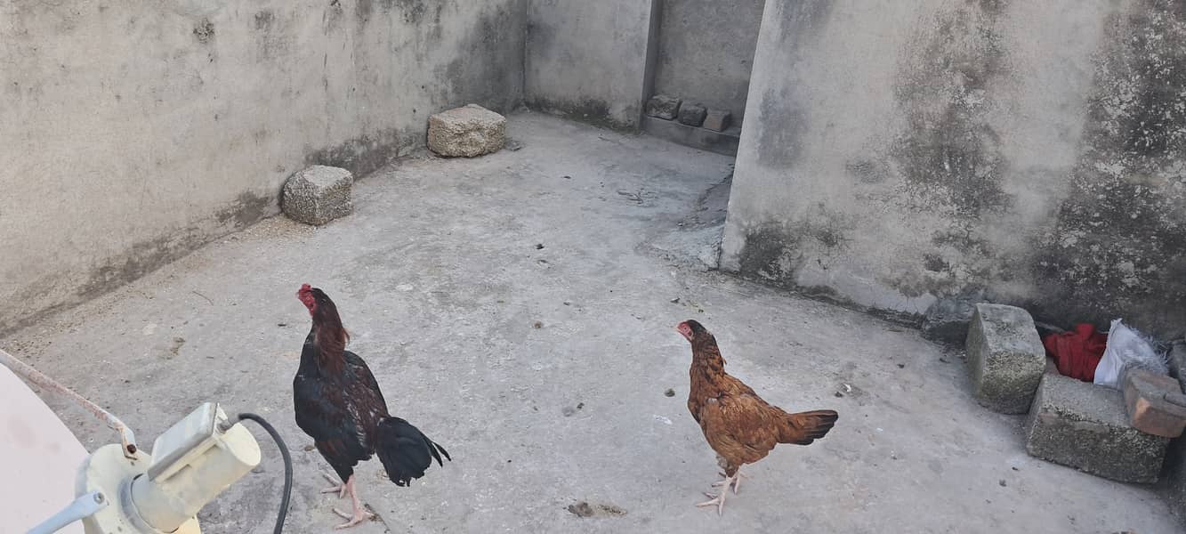 Aseel pair hen and cock 4