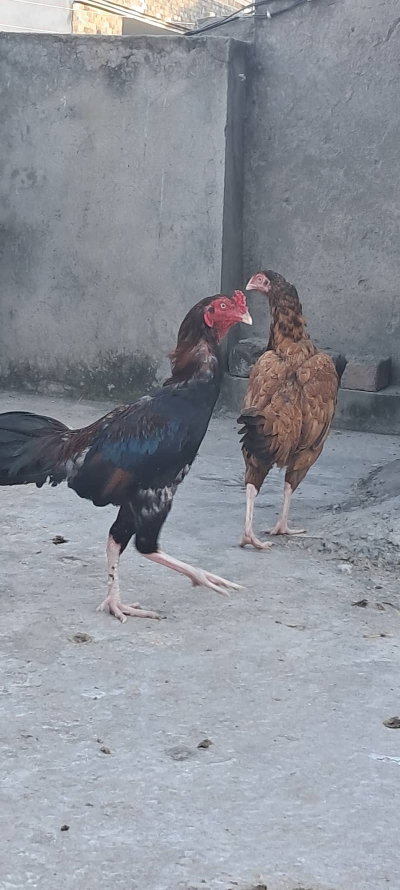 Aseel pair hen and cock 5