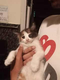 Cute Kitten For Sale