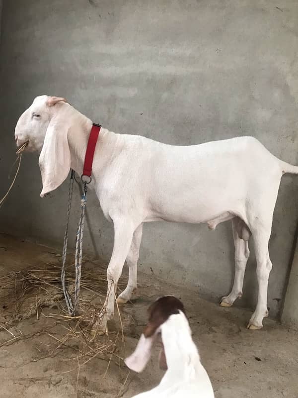 Gulabi Bakra 1