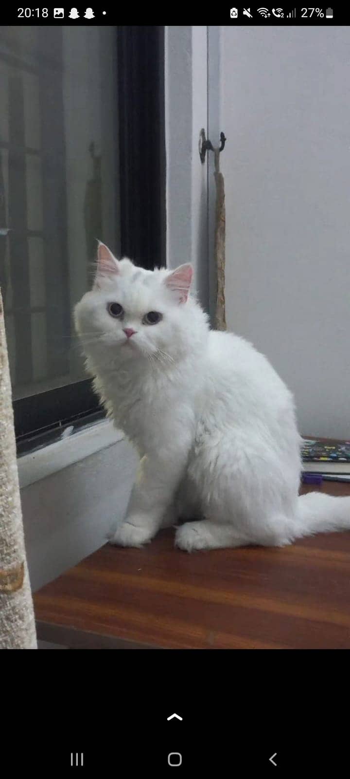 Lost Cat from rawalpindi(Khanna pul) on 7th October,2024, Reward 15000 1