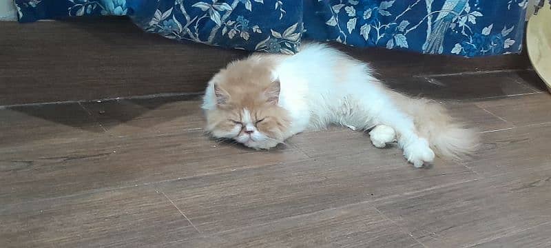 Persian cute bicolour adult male 0