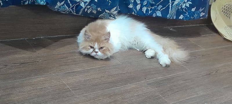 Persian cute bicolour adult male 1