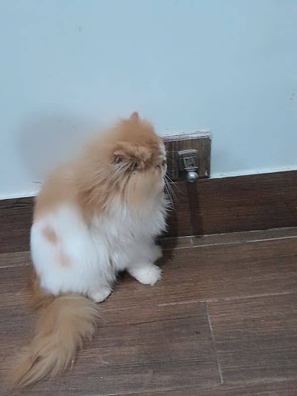 Persian cute bicolour adult male 2