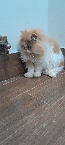 Persian cute bicolour adult male 3