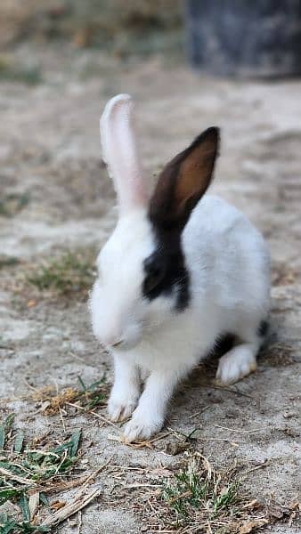 Black & white pair of rabbits 0