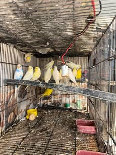 Australian parrot breeder pairs healthy and active