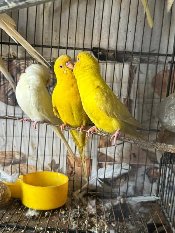 Australian parrot breeder pairs healthy and active 1