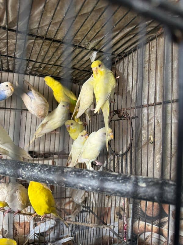 Australian parrot breeder pairs healthy and active 3