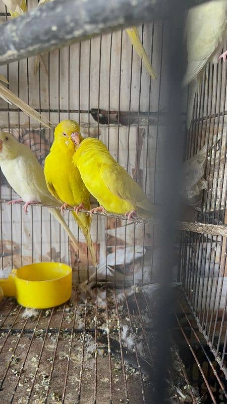 Australian parrot breeder pairs healthy and active 4