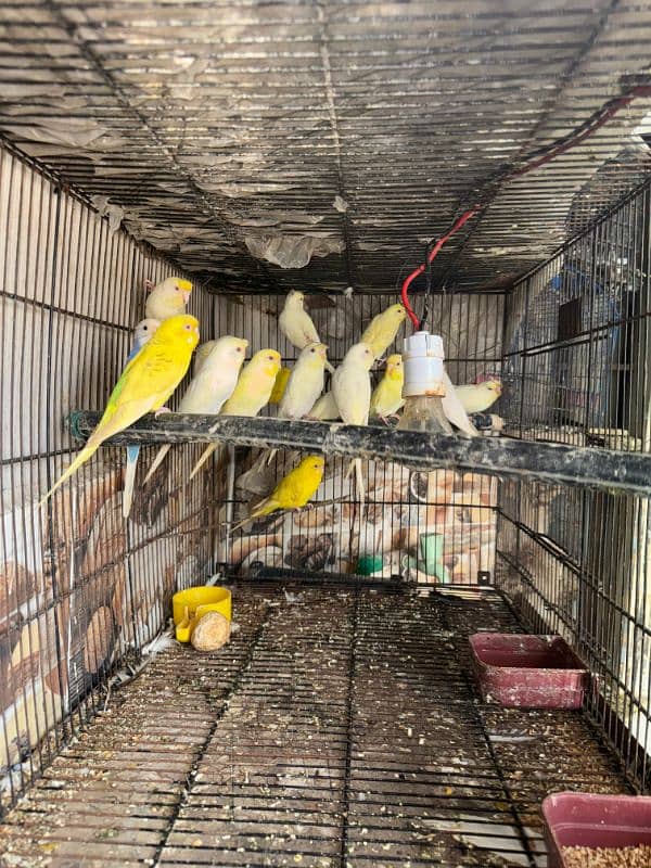 Australian parrot breeder pairs healthy and active 5