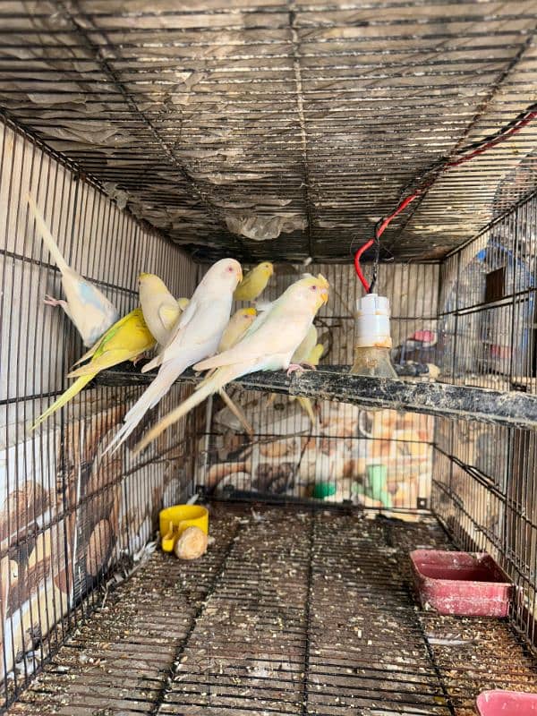 Australian parrot breeder pairs healthy and active 10