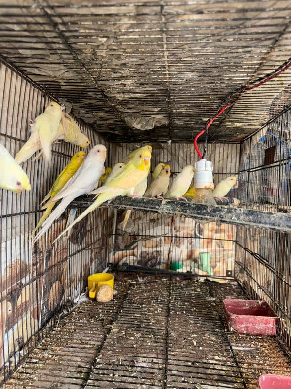 Australian parrot breeder pairs healthy and active 11