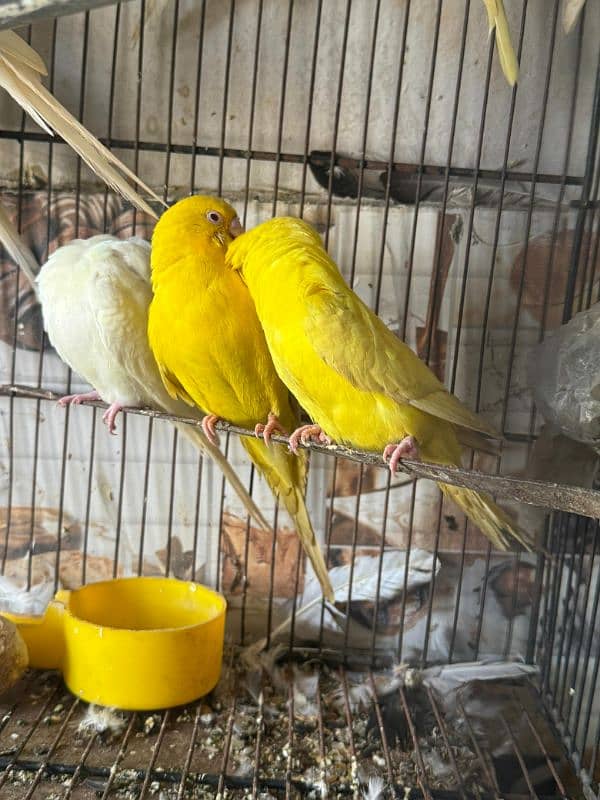 Australian parrot breeder pairs healthy and active 12