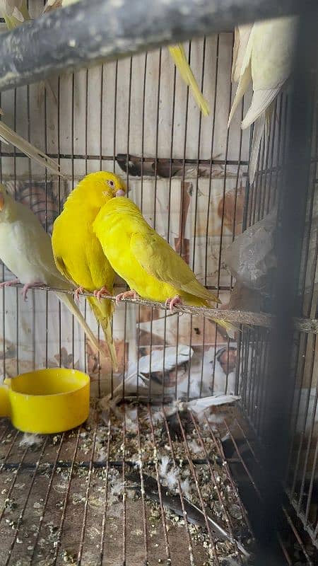 Australian parrot breeder pairs healthy and active 13