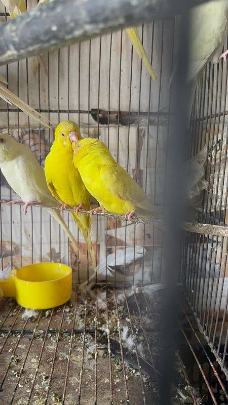 Australian parrot breeder pairs healthy and active 15