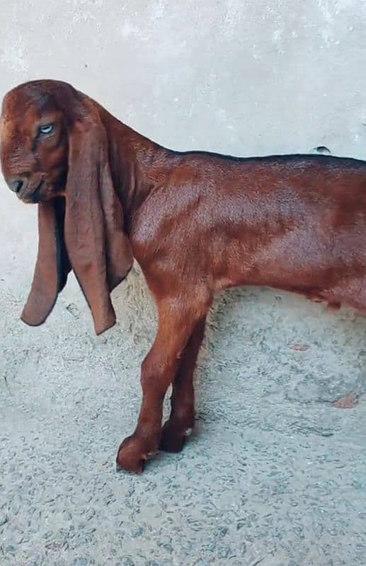 pure beetal bacha male goat baby 0