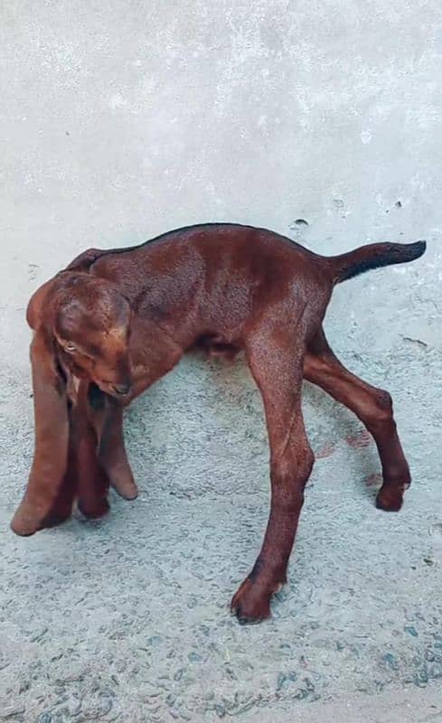 pure beetal bacha male goat baby 1